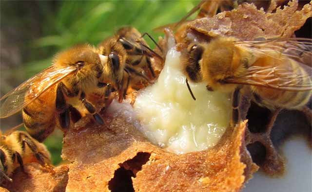 Пчелиное маточное молочко – продукт уникальный в своем роде, очень ценный. Он представляет настоящий целебный эликсир – им пчелы выкармливают свою королеву и подрастающее потомство.